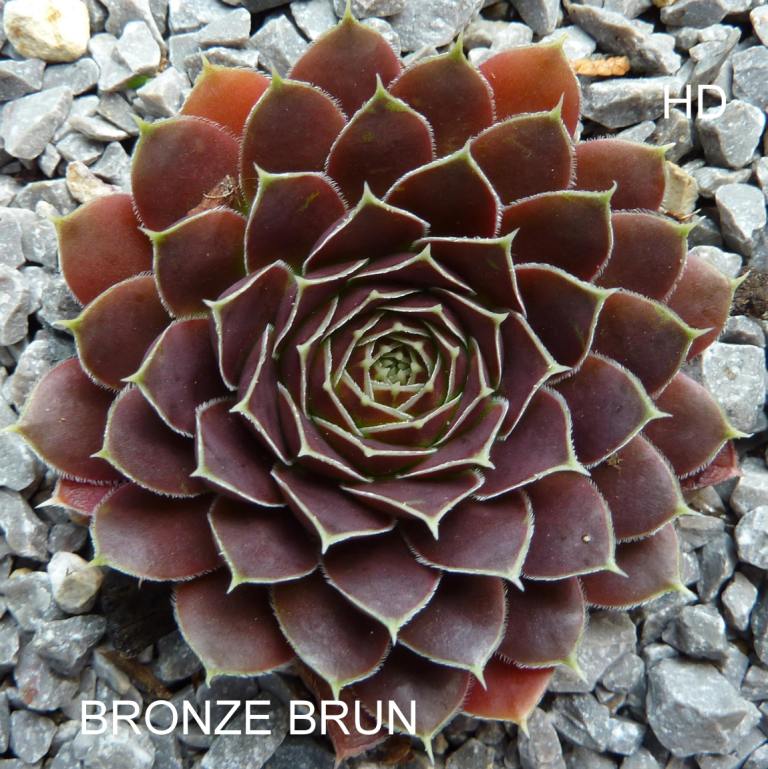 Bronze Brun / Jovi