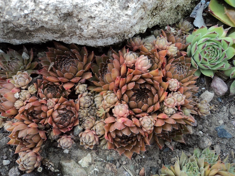 Brown Pastel