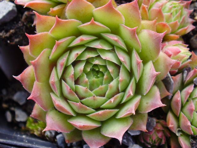 Buntstachel