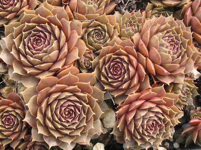 Brunneifolium