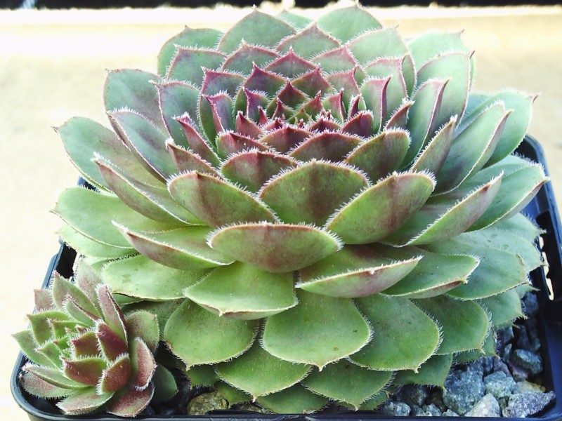 Butterbur