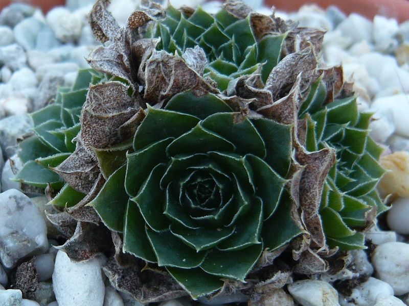 Bramina / Jovi