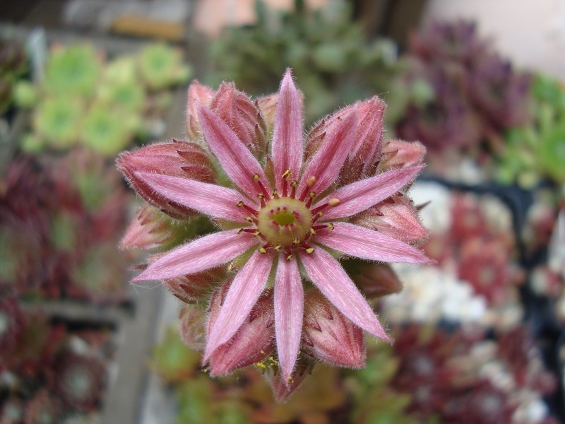 Brown Pastel