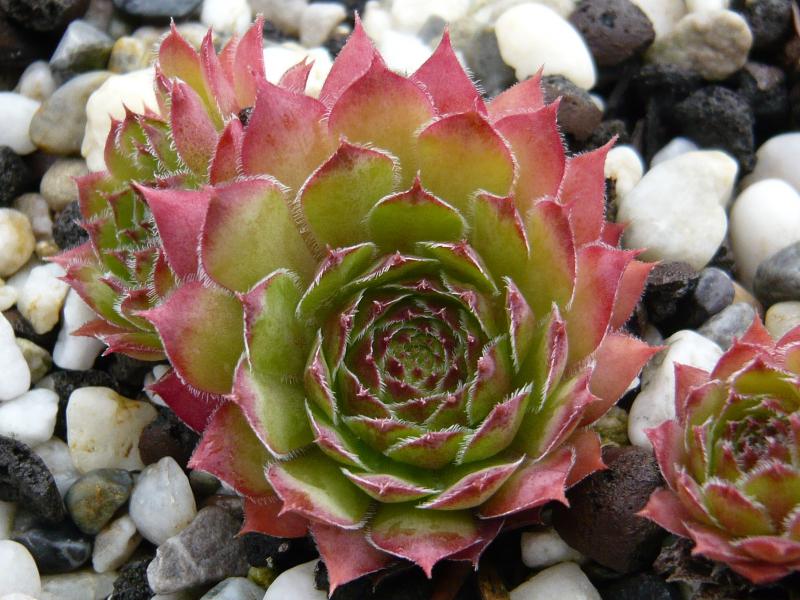Butterbur