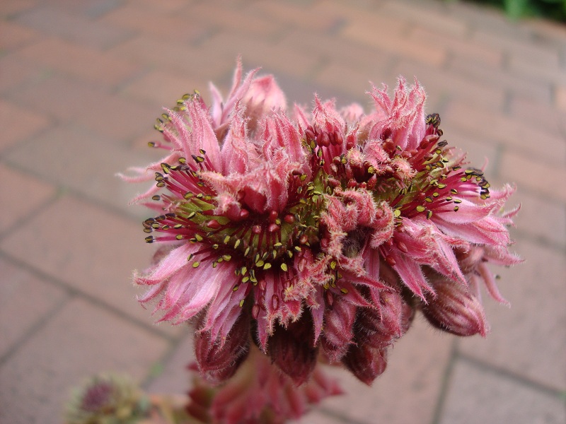Butterbur Crests