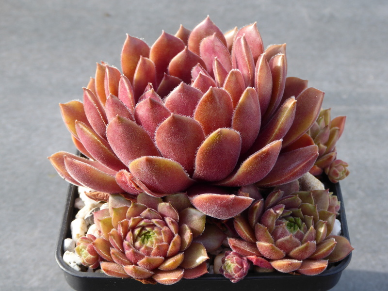 Haccombe Ruby