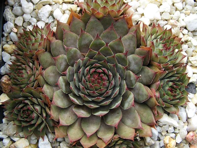 Blood Tip