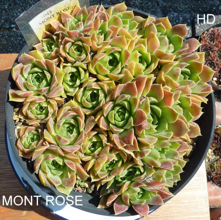 Mont Rose / Jovi