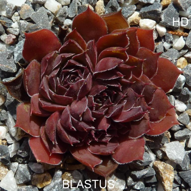 Blastus / Jovi