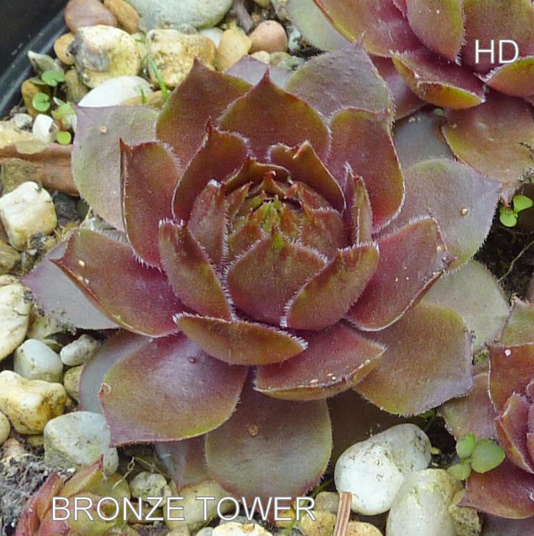 Bronze Tower