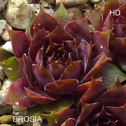 Brosia