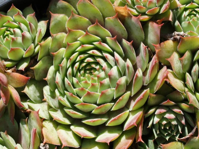 Buntstachel
