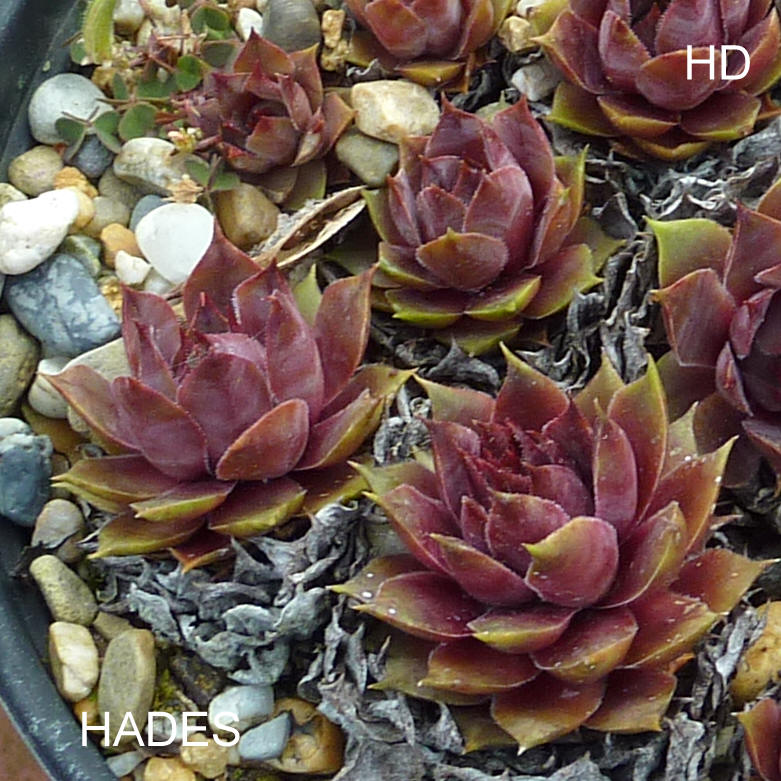 Hades