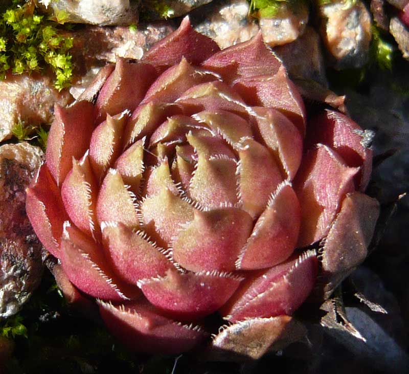 Brunneifolium