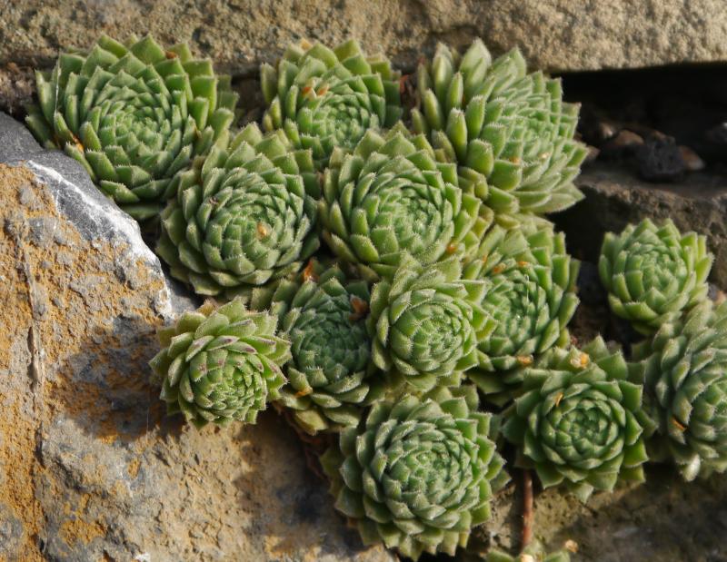 Broad Peak