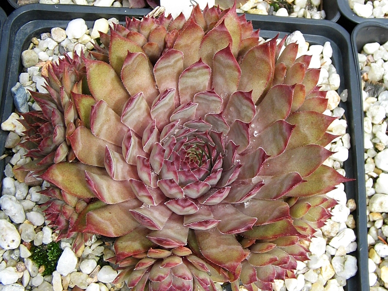 Blood Tip