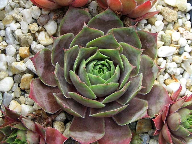 Bowles' Giant