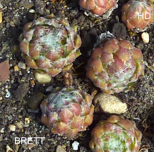 Brett