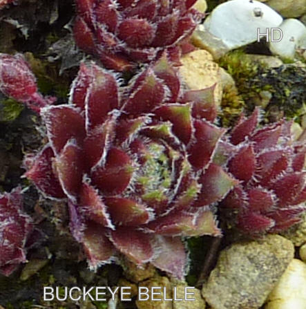 Buckeye Belle