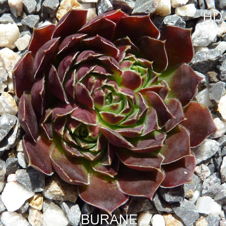 Burane / Jovi