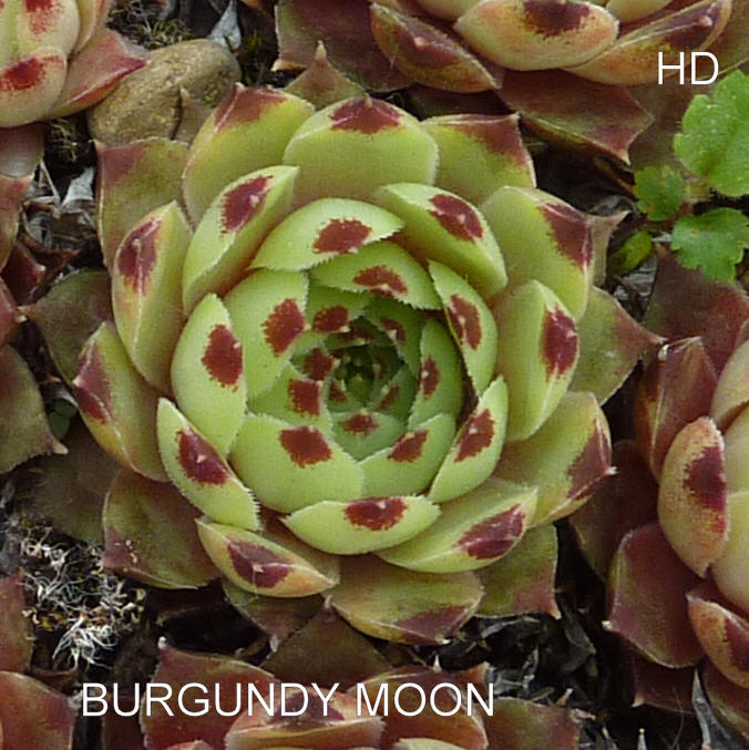 Burgundy Moon