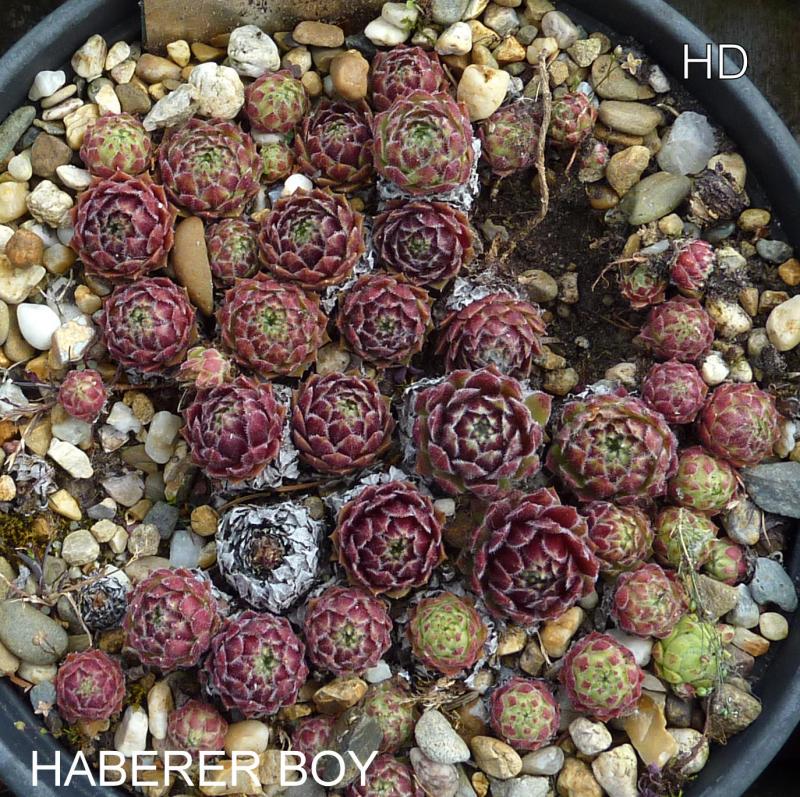 Haberer Boy