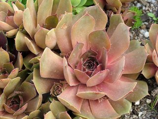 Brunneifolium