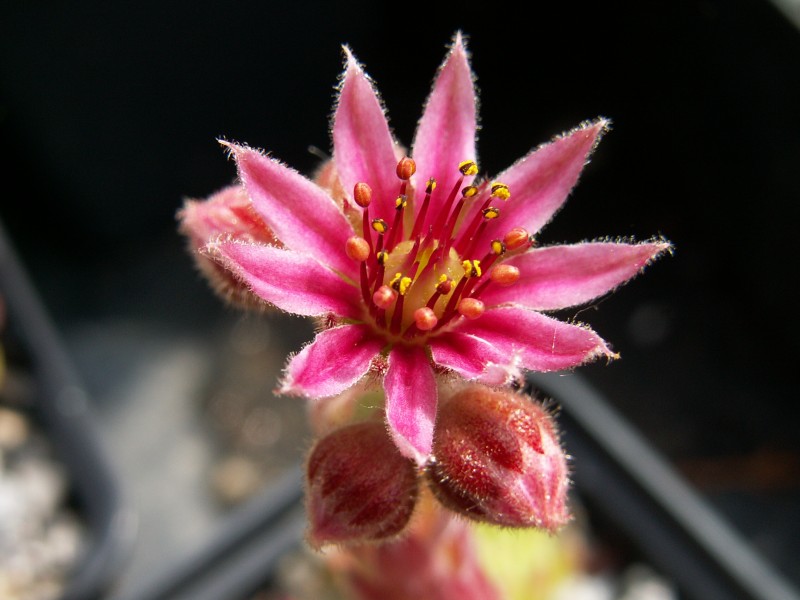 Bicolor ( III )