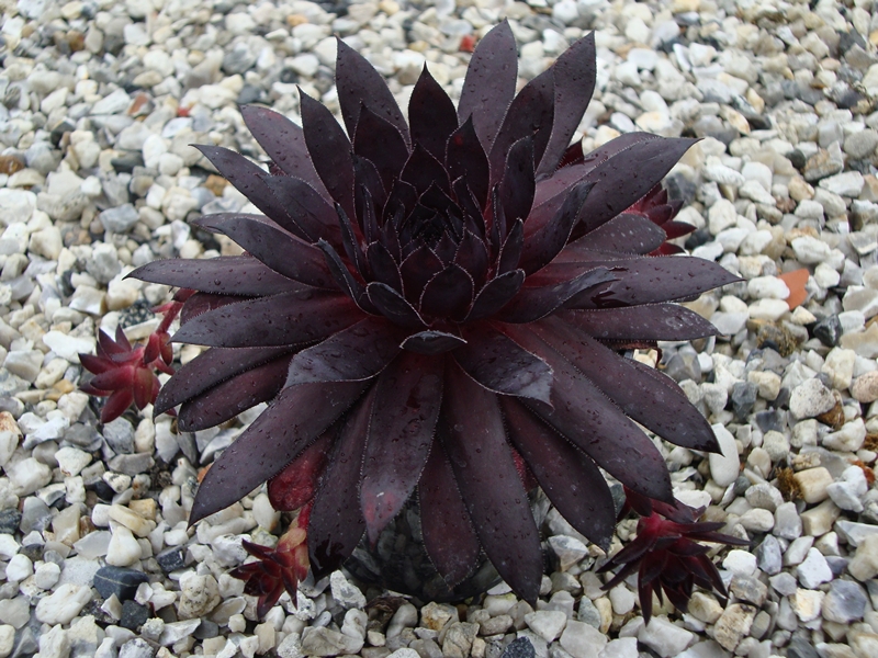 Devilish Dark