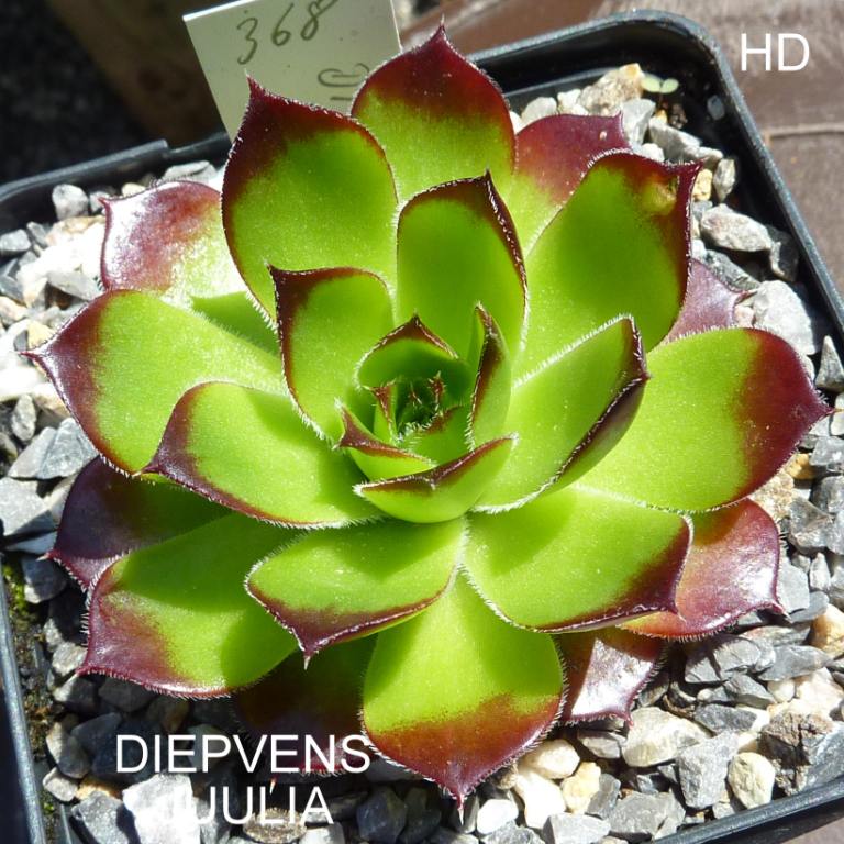 Diepvens Julia / Jovi