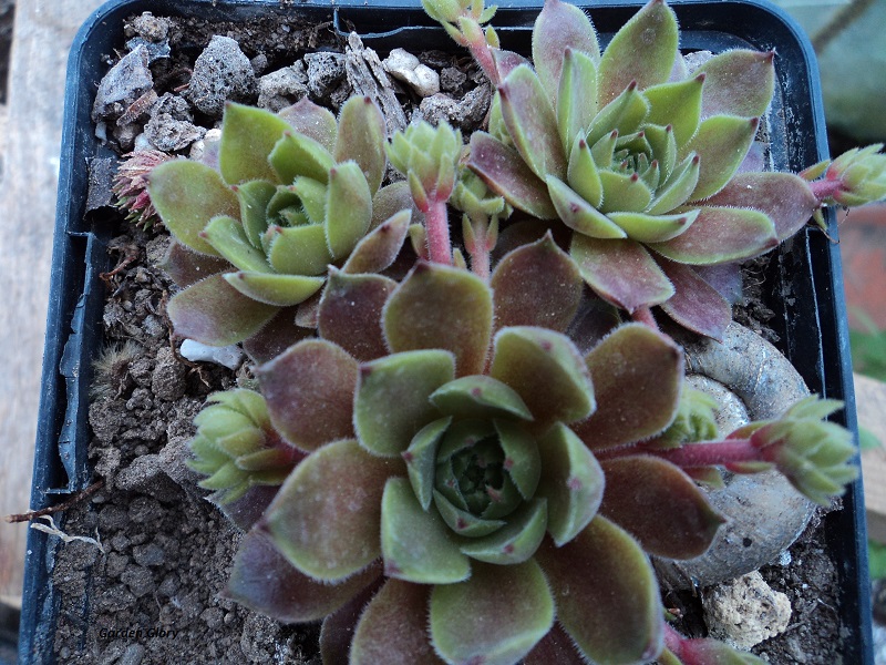 Garden Glory
