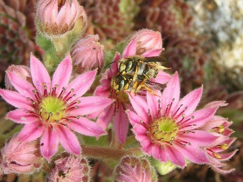 Pacaya