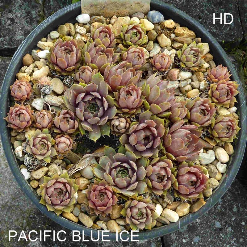 Pacific Blue Ice