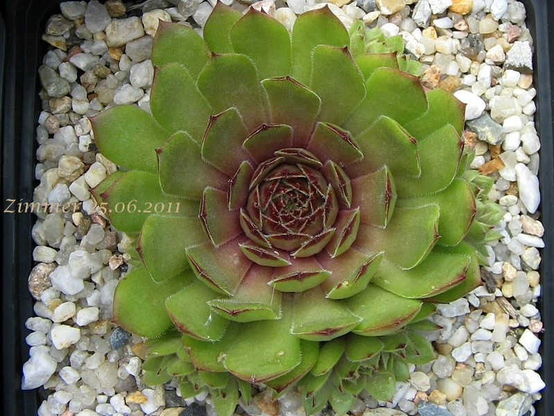 Melchiora