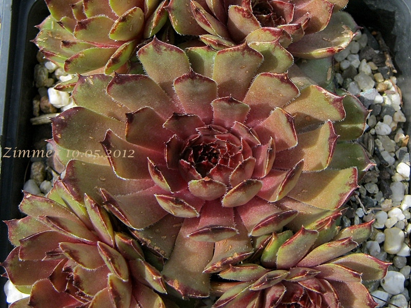 Melchiora