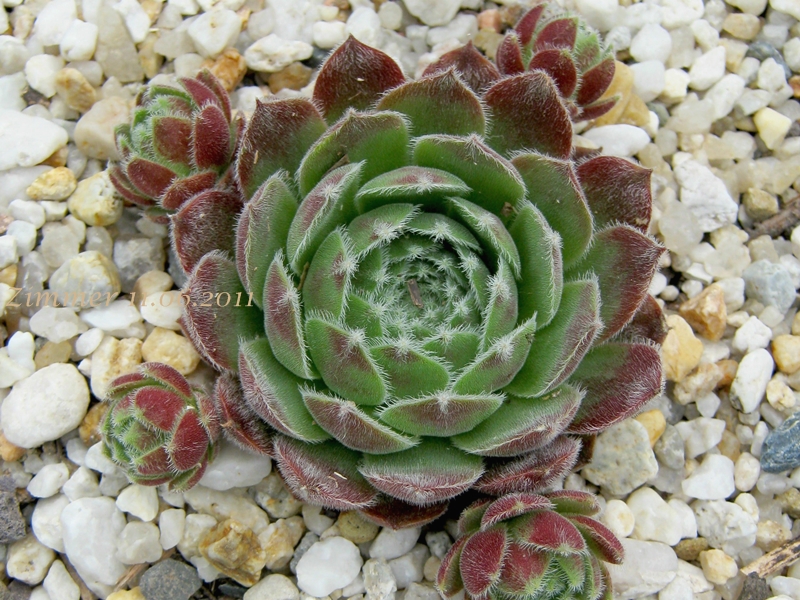 Markulinae