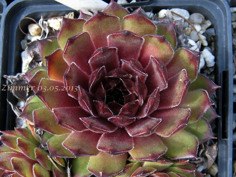 Melchiora