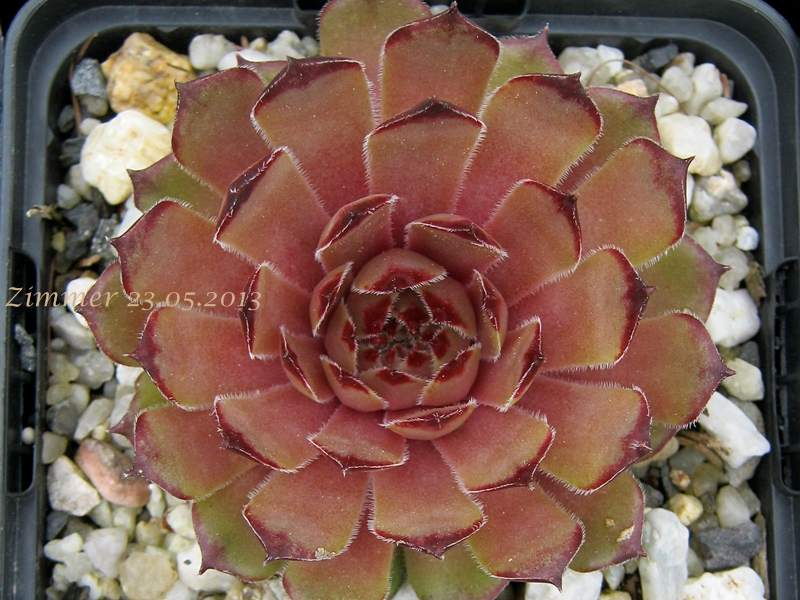 Melchiora