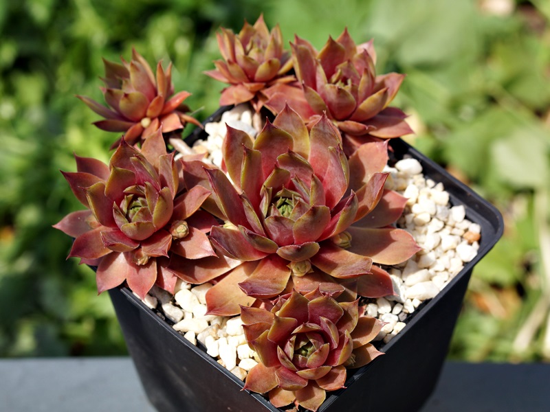 Xenia