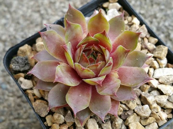 Xenia