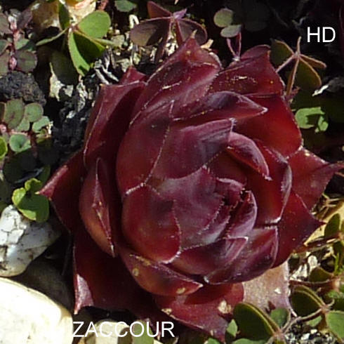 Zaccour