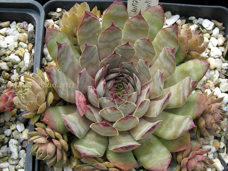 Metallicum Giganteum