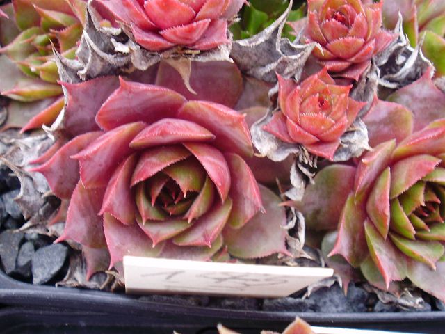 Missouri Rose