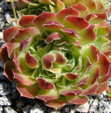 Minuta / Jovi