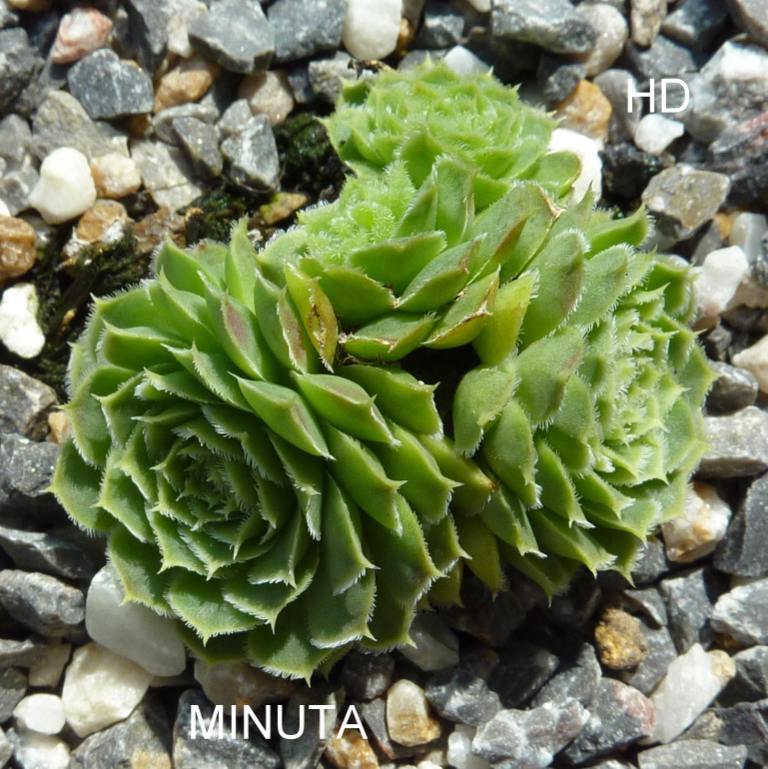 Minuta / Jovi