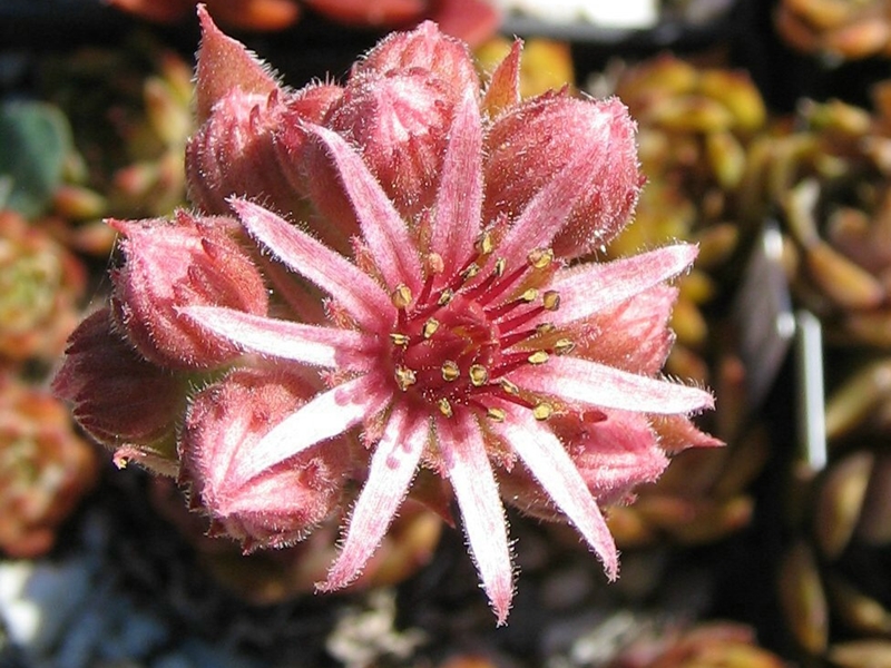 Metallicum Giganteum