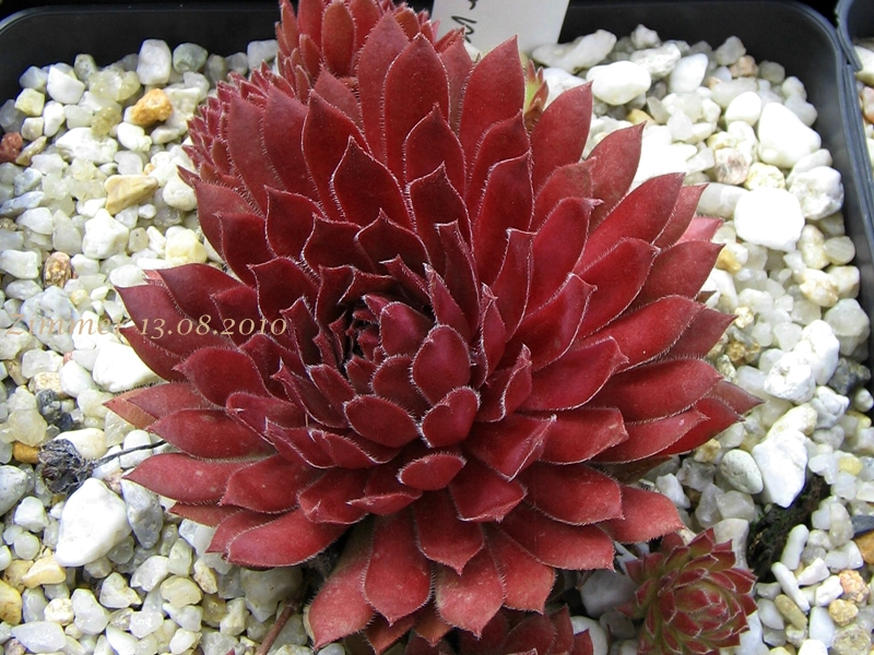 Pacific Charm