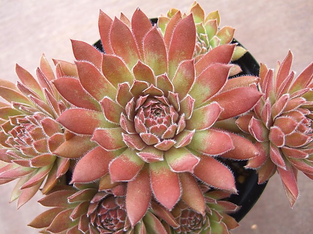 Pacific Charm