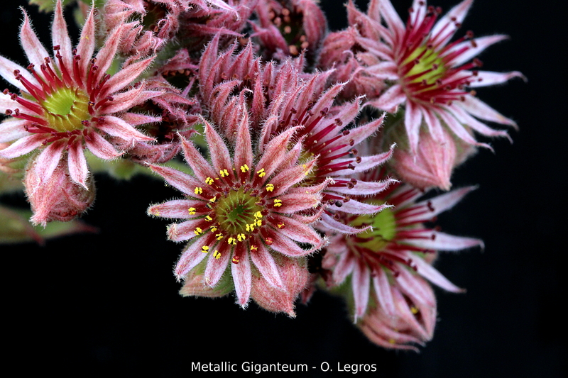 Metallicum Giganteum