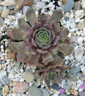 Metallicum Giganteum